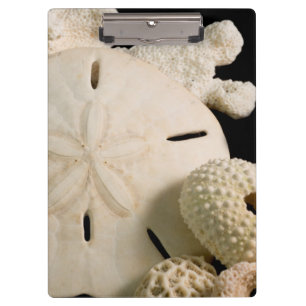 Porte-bloc Coquilles blanches et dollar de sable