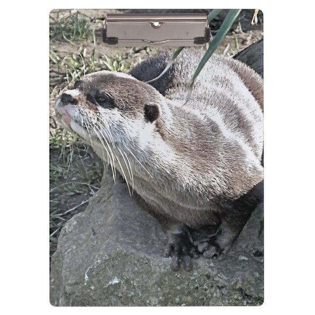 PORTE-BLOC COUPER OTTER (Devant)