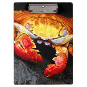 Porte-bloc Crabe de Galapagos