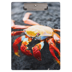Porte-bloc Crabe de lightfoot de sortie sur une roche noire
