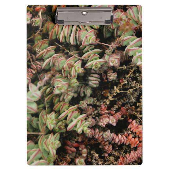 Porte-bloc Crassula perforata (Devant)