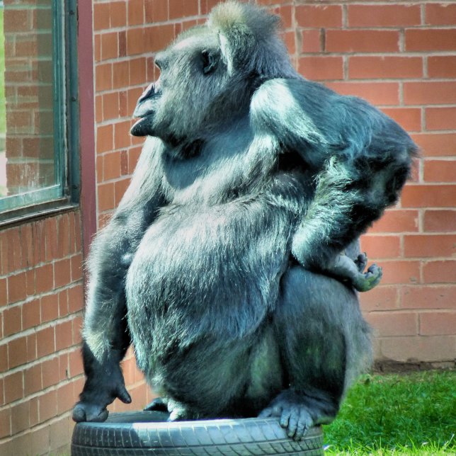 PORTE-BLOC CUTE GORILLA (A cute gorilla looking out of a window.)