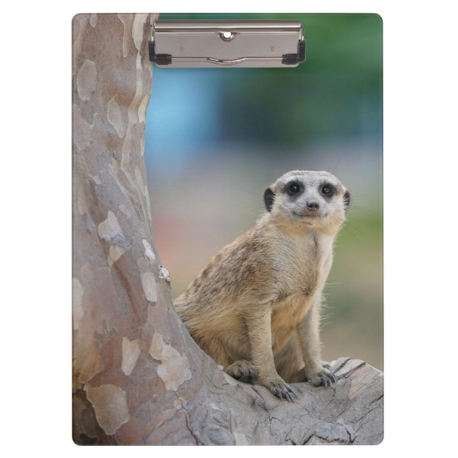 Porte-bloc Cute Meerkat Sat sur arbre (Devant)
