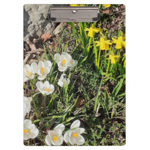 Porte-bloc Daffodiles & Crocus
