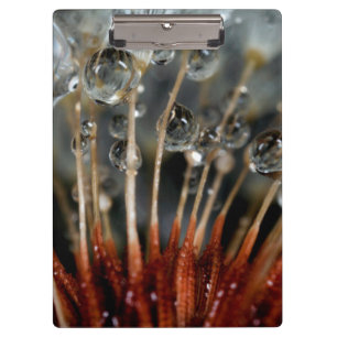 Porte-bloc Dandelion et gouttes d'eau, CA