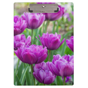 Porte-bloc Des tulipes lilas lumineuses par jour ensoleillé