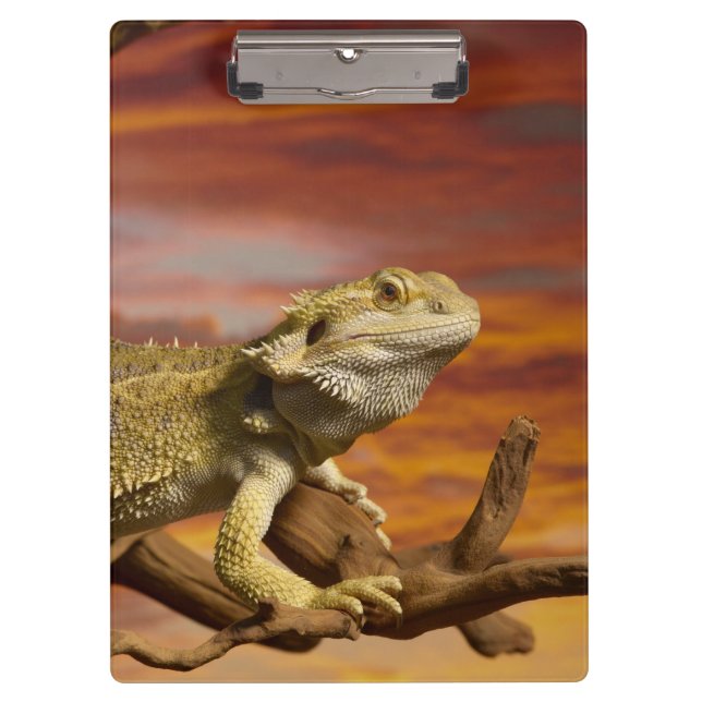 Porte-bloc Dragon barbu (Pogona Vitticeps) sur la branche, (Devant)