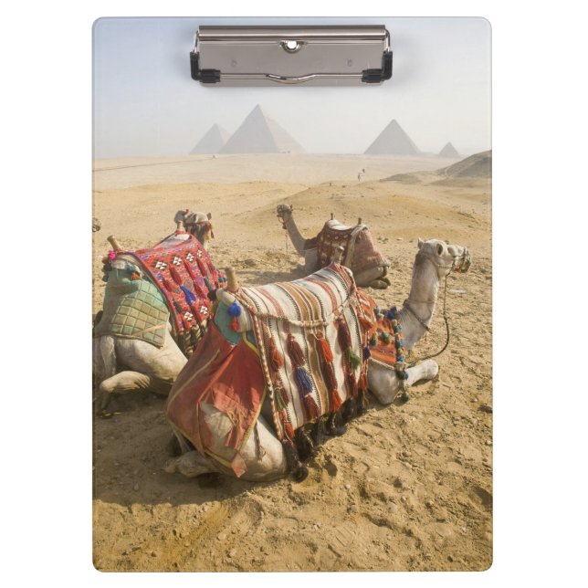 Porte-bloc Égypte, Le Caire. Chameaux au repos (Devant)