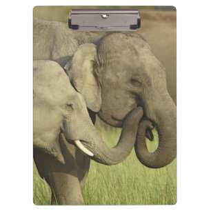 Porte-bloc Éléphants asiatiques indiens