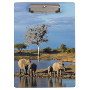 Porte-bloc Éléphants d'Afrique de savane (Loxodonta Africana)