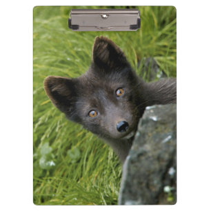 Porte-bloc États-Unis, Alaska, Îles Pribilof, St Paul. Bleu