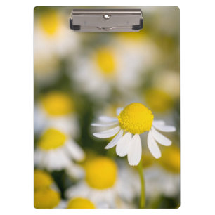 Porte-bloc Fleur de camomille en gros plan, Hongrie