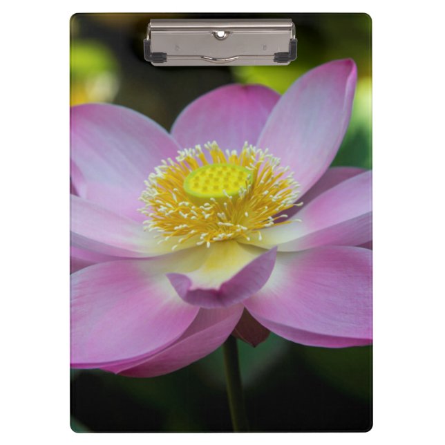 Porte-bloc Fleur de lotus en fleurs, Indonésie (Devant)
