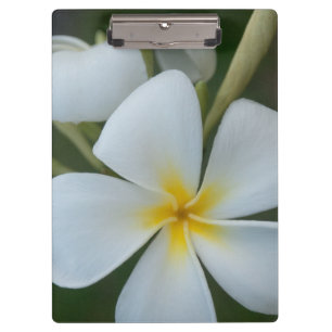 Porte-bloc Fleur Tropicale Blanche De Fidji
