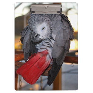 Porte-bloc Flexible Congo perroquet gris africain avec queue