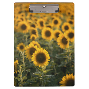 Porte-bloc France, Vaucluse, champ de tournesols