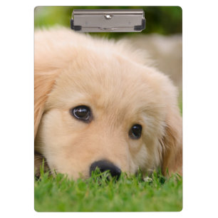 Porte-bloc Golden Retriever mignon Chiot Dreg Portrait