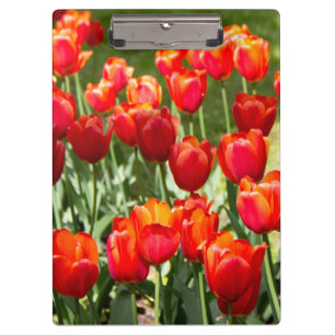 Porte-bloc Grand champ de tulipes rouges