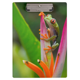 Porte-bloc Grenouille aux yeux rouges, Costa Rica