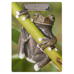 Porte-bloc Grenouille captive Tapichalaca Hyloscirtus