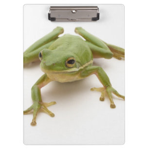 Porte-bloc Grenouille d'arbre verte