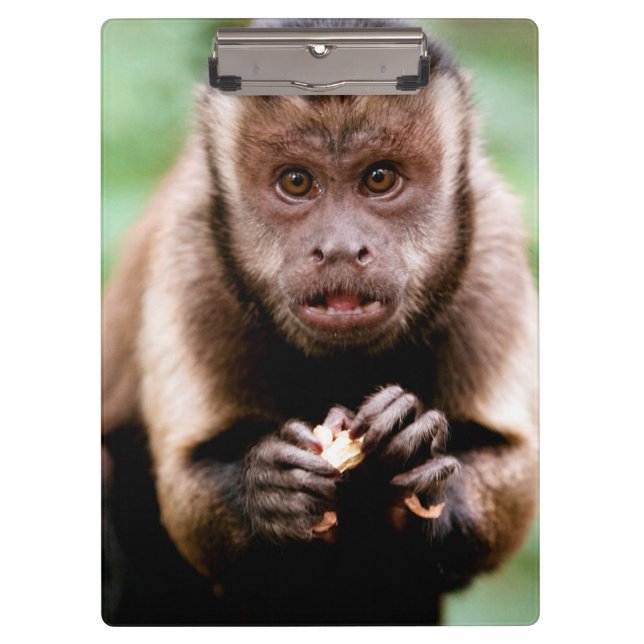 Porte-bloc Gros plan d'un singe capucin à cou noir (Devant)