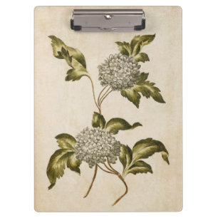 Porte-bloc Illustration du Rose vintage de Guelder de fleurs
