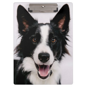 Porte-bloc Images de Getty   A border collie de sourire