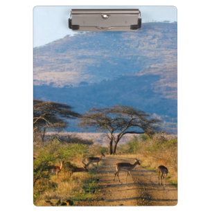 Porte-bloc Impala (Aepyceros Melampus), Hluhluwe-Umfolozi