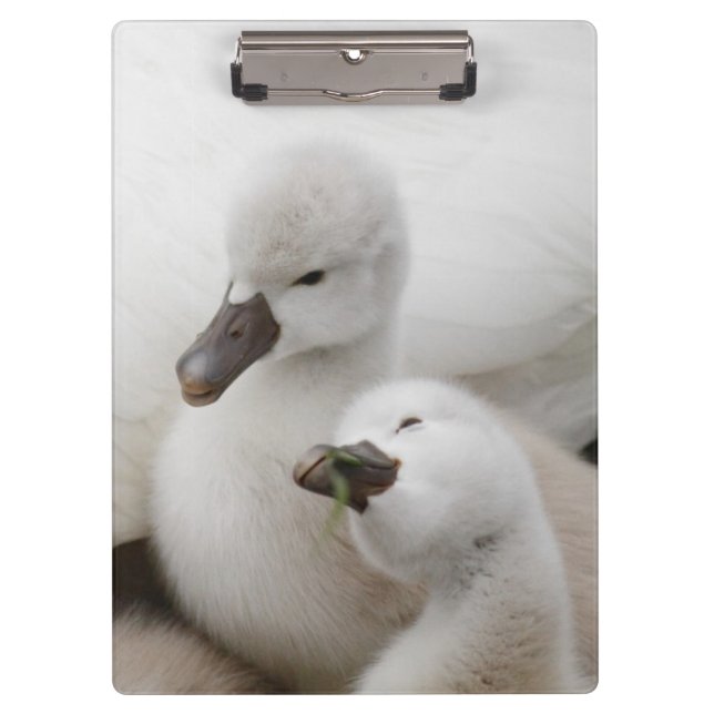 Porte-bloc Jeunes cygnes de cygne muet (Devant)