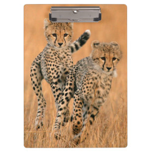Porte-bloc Jeunes guépards (Acinonyx Jubatus) en course