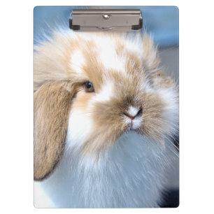 Porte-bloc Joli lapin blanc et brun flamand