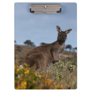 Porte-bloc Kangaroo Australie Photo