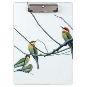 Porte-bloc Kérala indien exotique Oiseaux d'abeille-mangeurs
