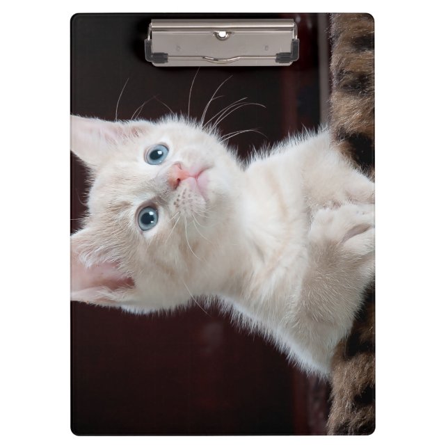 Porte-bloc Kitten blanc vulnérable (Devant)