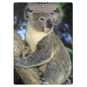 Porte-bloc Koala, Phascolarctos cinereus), Australie,