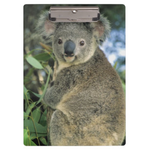 Porte-bloc Koala, Phascolarctos cinereus), en voie de dispari