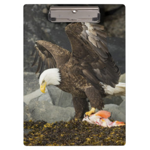 Porte-bloc L'aigle chauve ultime