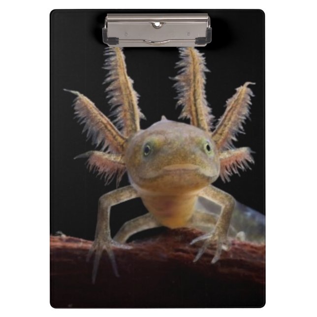 Porte-bloc Larve crêté de triton (Devant)