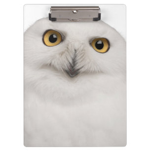 Porte-bloc Le hibou masculin de Milou (scandiacus de Bubo)