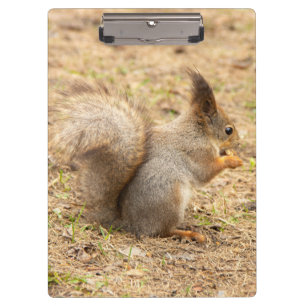Porte-bloc L'écureuil mignon mange une photo de noix