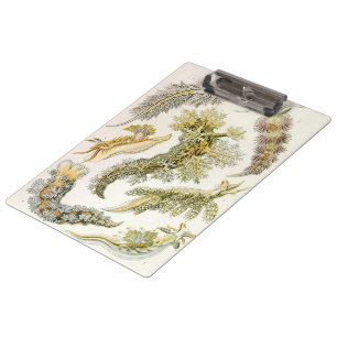 Porte-bloc Limaces de mer par Ernst Haeckel, Nudibranches vin