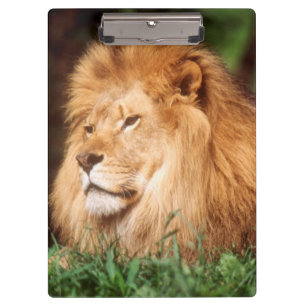 Porte-bloc Lion adulte mâle