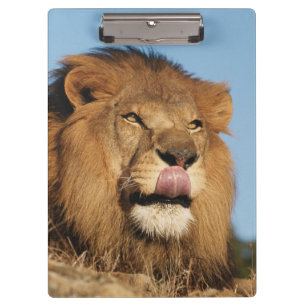 Porte-bloc Lion d'Afrique (Panthera Leo), savane africaine