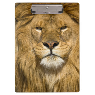 Porte-bloc Lion de Barbarie d'Afrique, Panthera leo leo, l'un