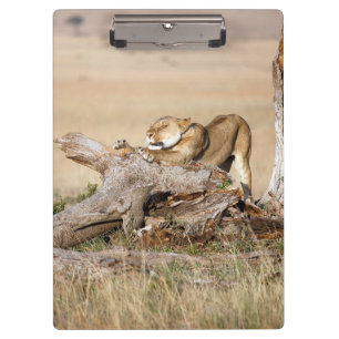 Porte-bloc Lioness stretching