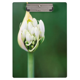 Porte-bloc Lis d'Afrique, Agapanthus Praecox, Cape Town