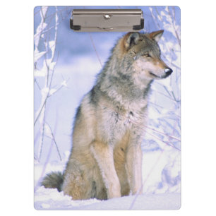 Porte-bloc Loup gris assis dans la neige, Canis lupus,