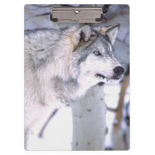 Porte-bloc Loup Gris, Canis lupus, Animal de Film Utah)