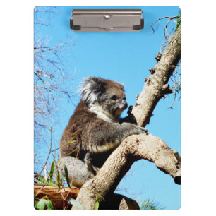 Porte-bloc L'Ours Koala Australien Dans Le Vieux Pin Arbre,